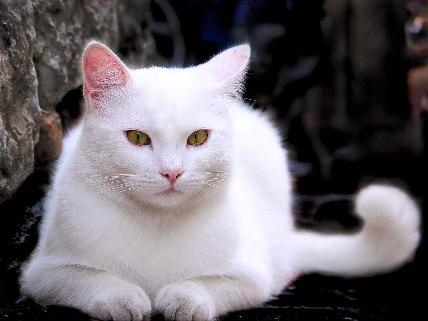 Турецкая ангора кошка короткошерстная