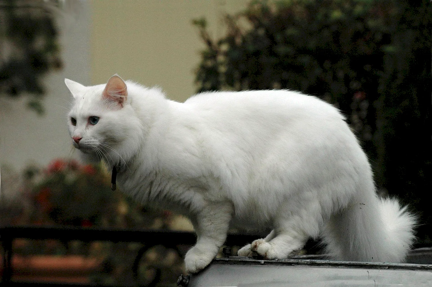 Турецкая ангора кот