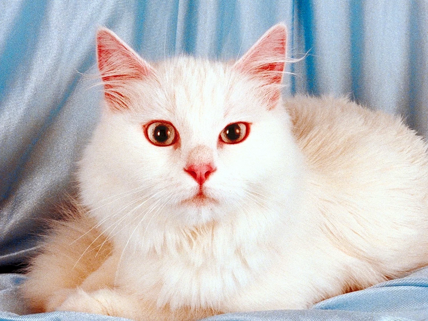 Турецкая ангора кот