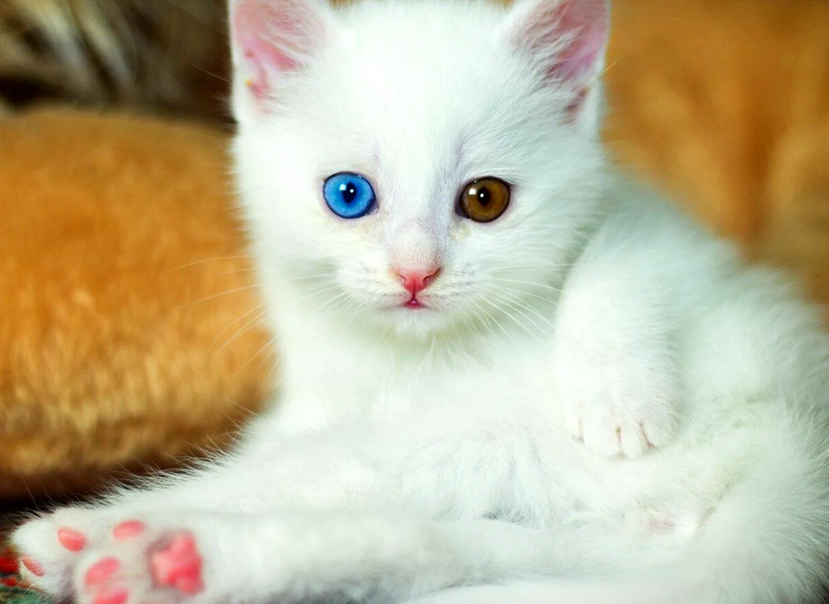 Турецкая ангора котята белые