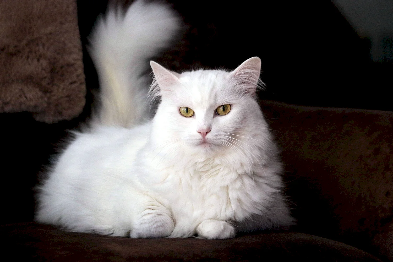 котята турецкой ангоры фото