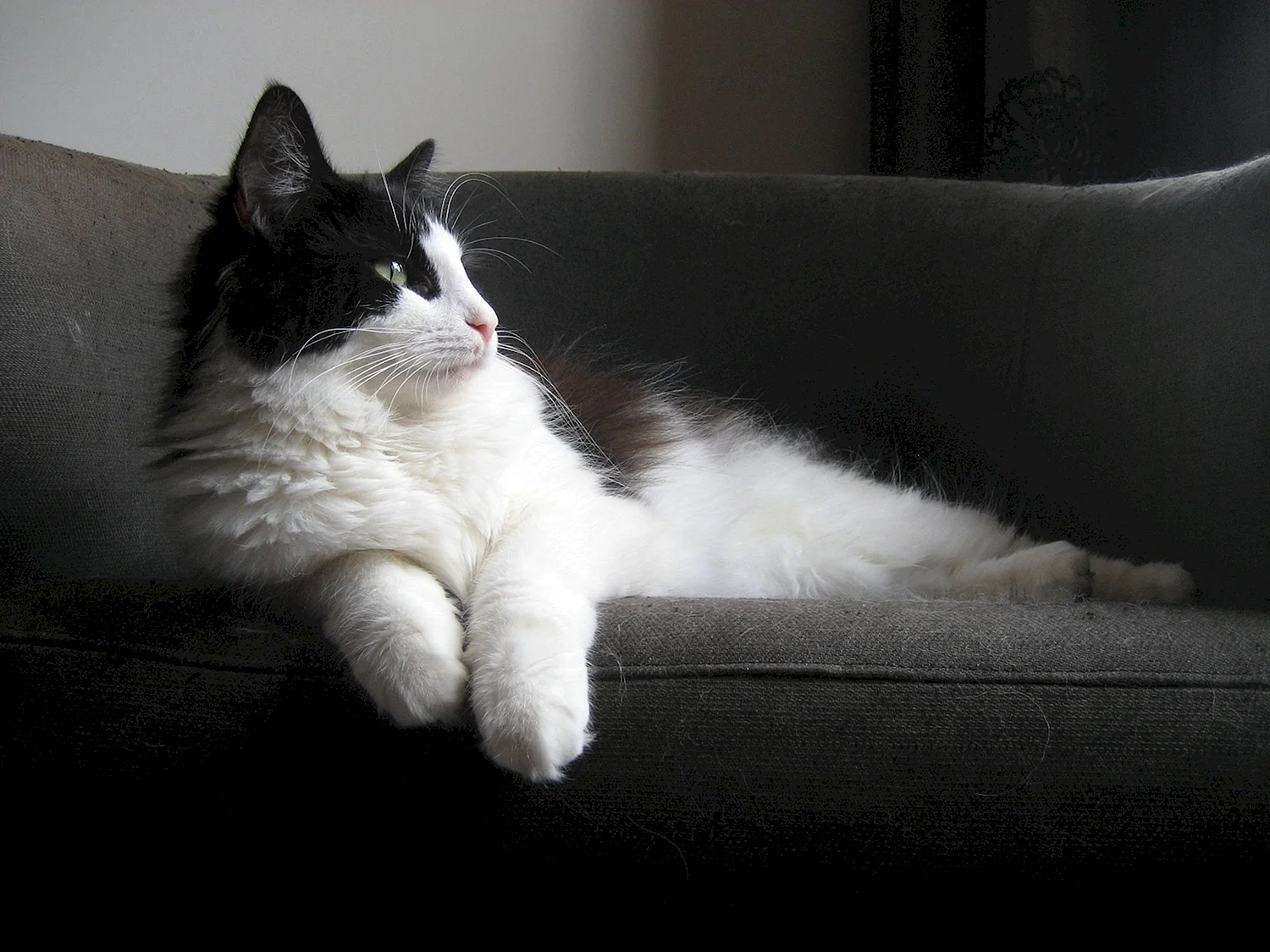 Турецкая ангорская кошка черно белая