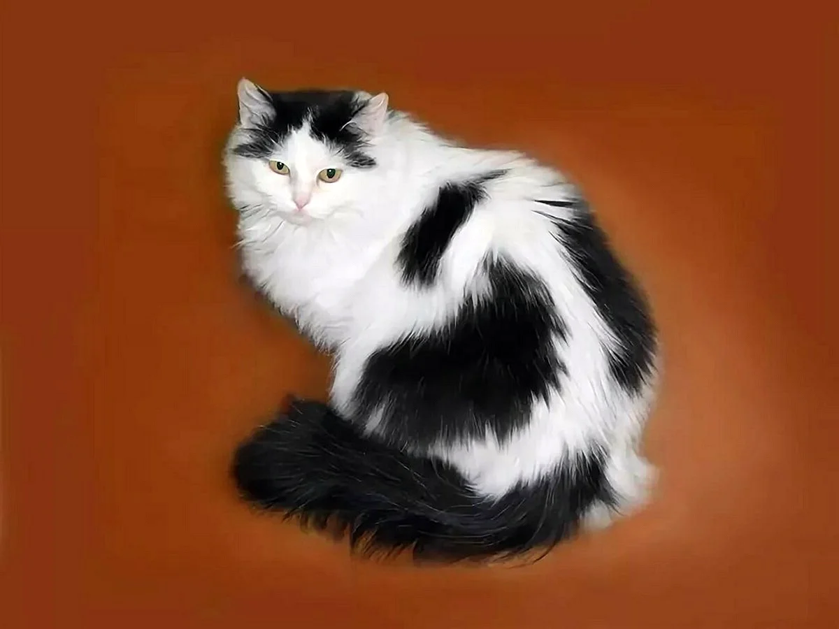 Турецкая ангорская кошка черно белая