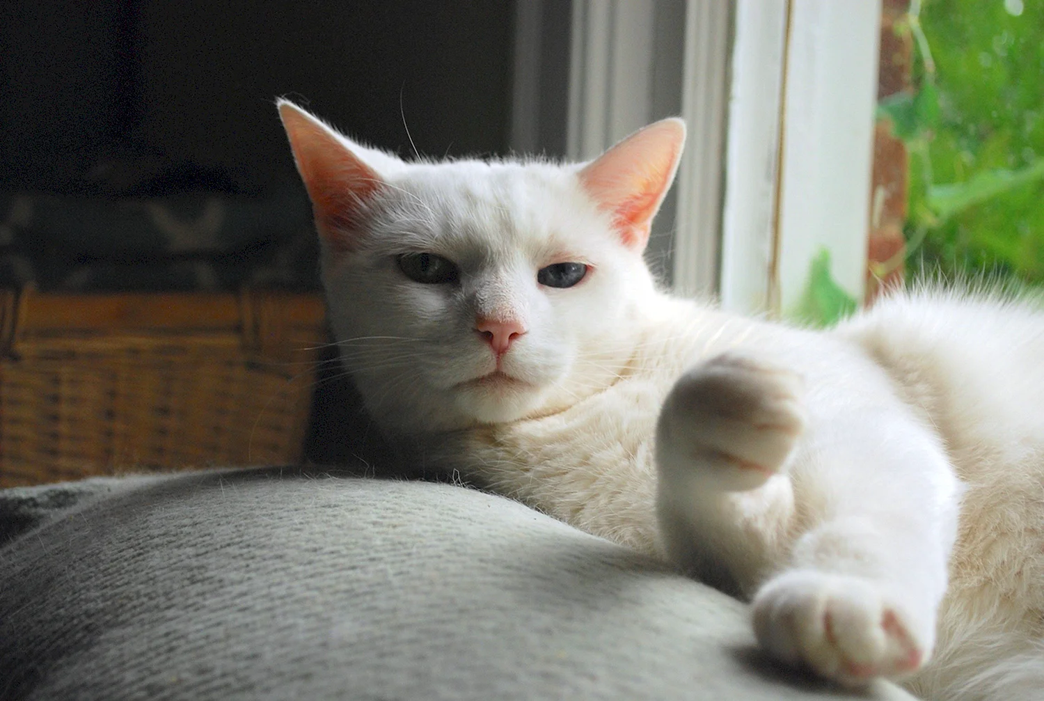 Турецкая ангорская кошка короткошерстная