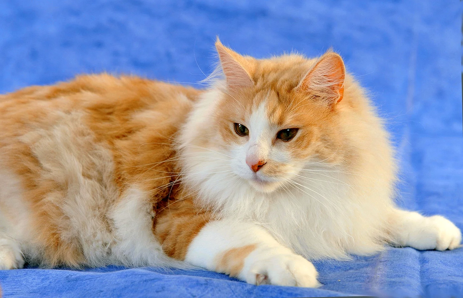 Ангорская кошка. Турецкая ангора кот. Турецкая ангорская кошка. Турецкая ангорская кошка рыжая. Кошка бело рыжий окрас порода