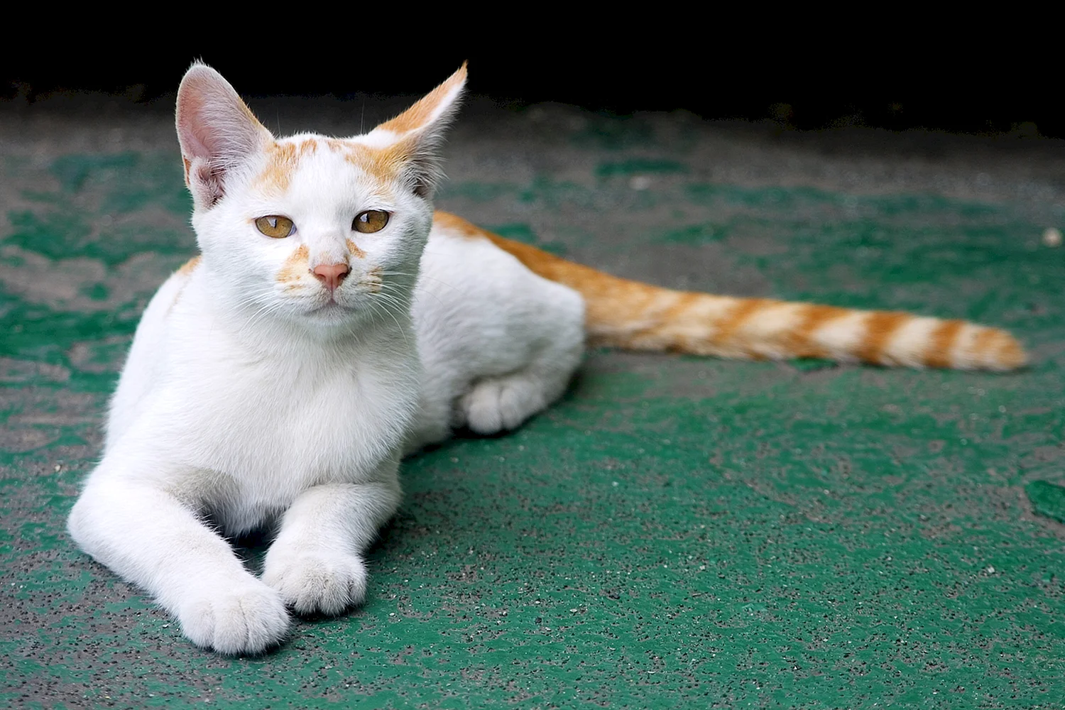 Турецкая короткошерстная кошка