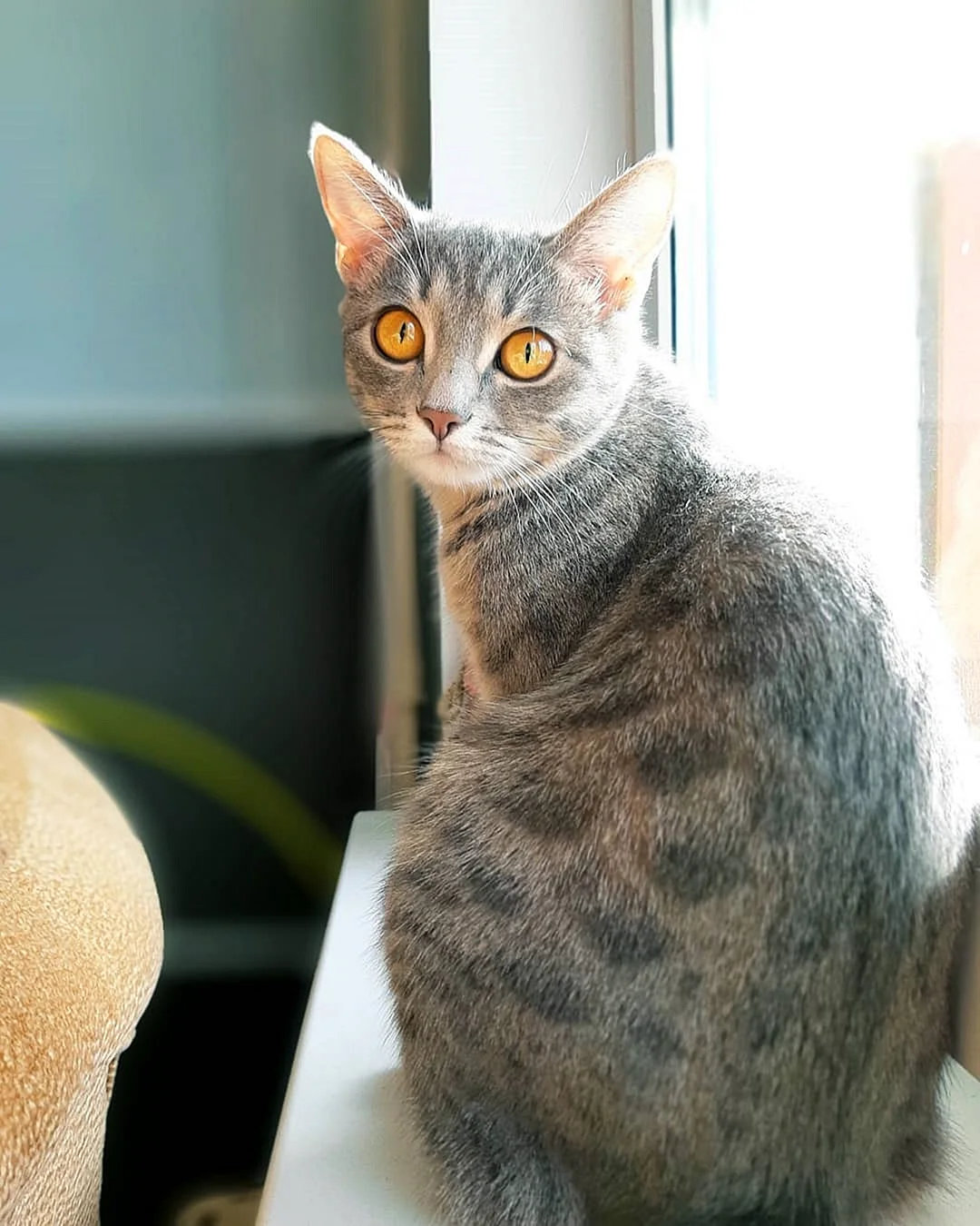 Турецкая короткошерстная кошка