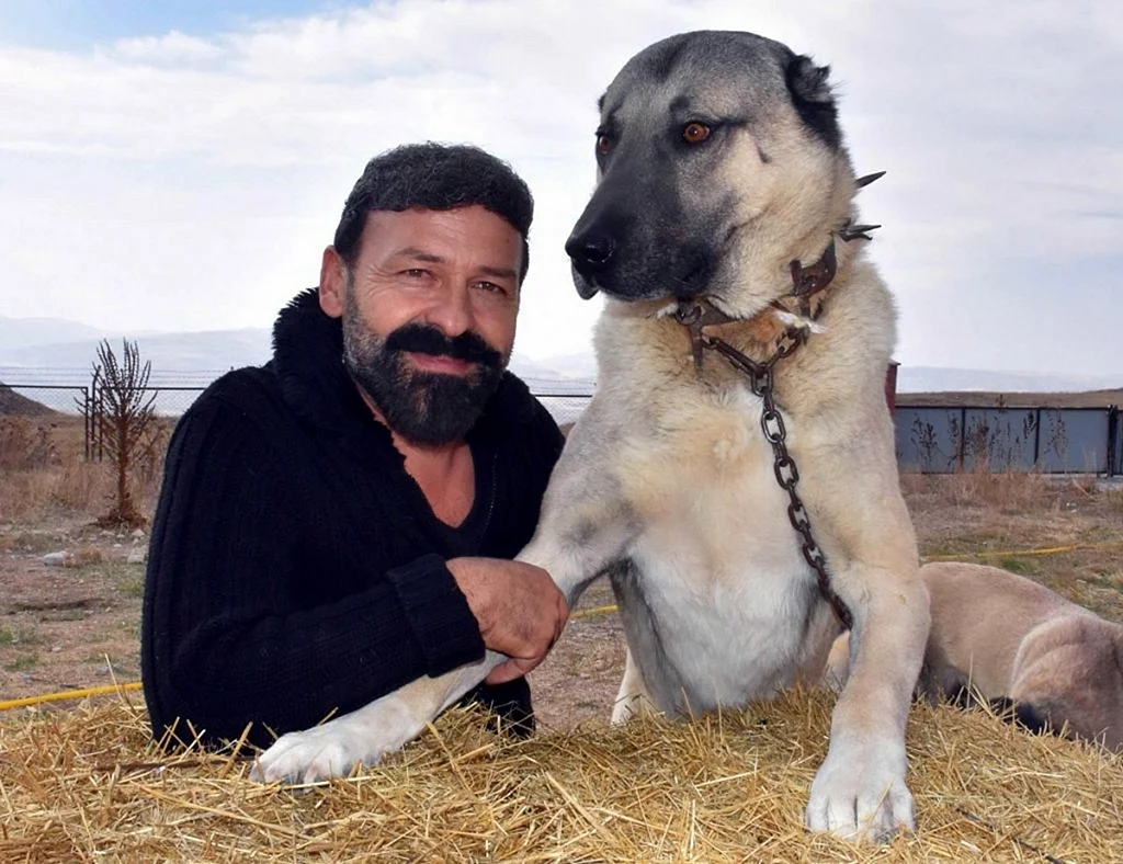 Турецкая порода собак кангал