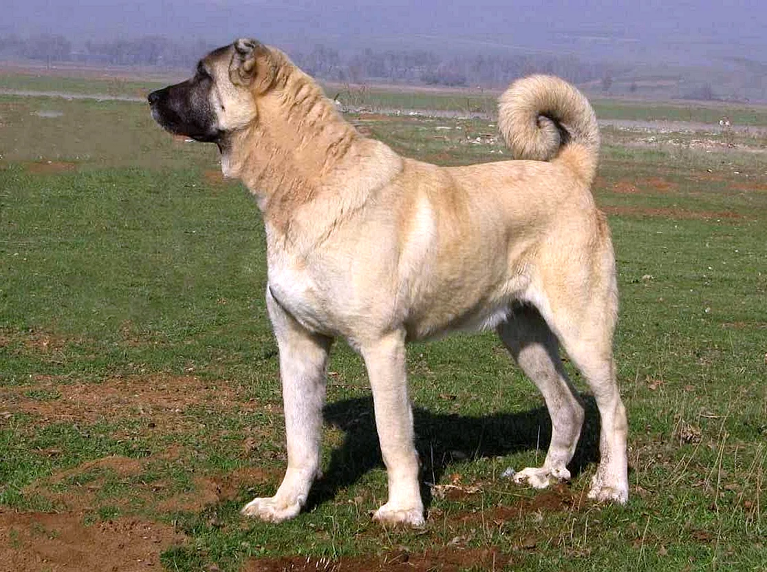 Турецкая порода собак кангал