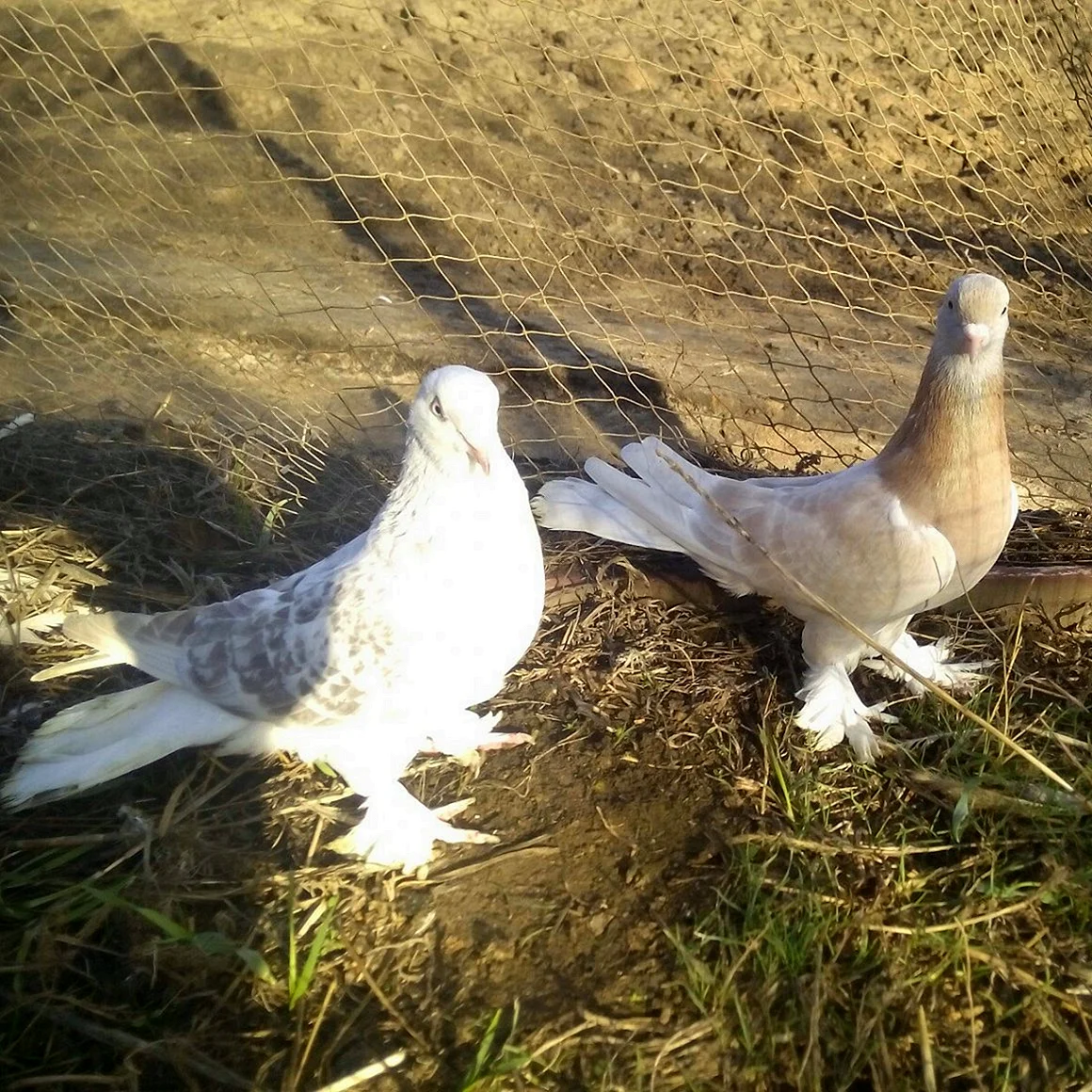 Турецкие бойные голуби