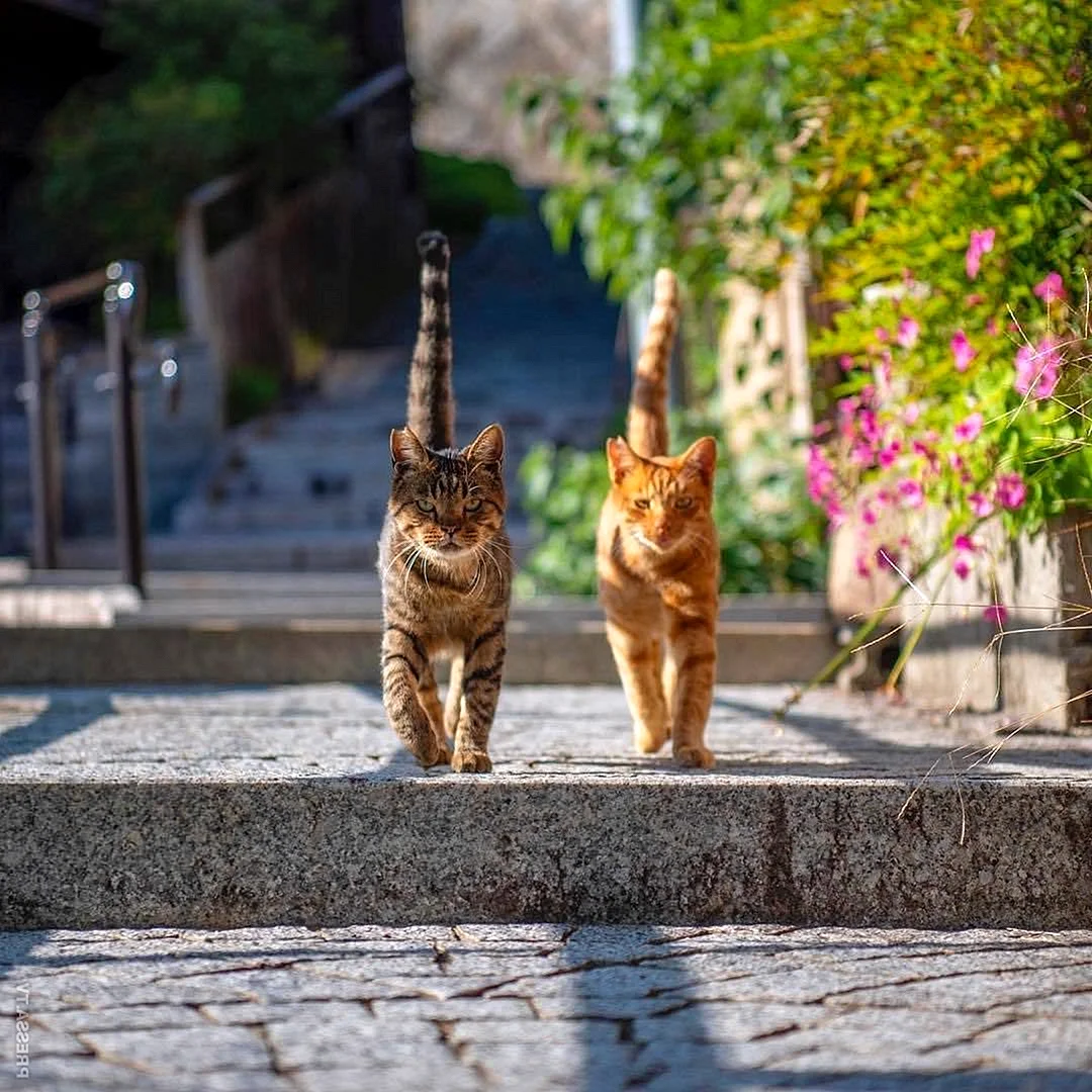 Турецкие кошки уличные