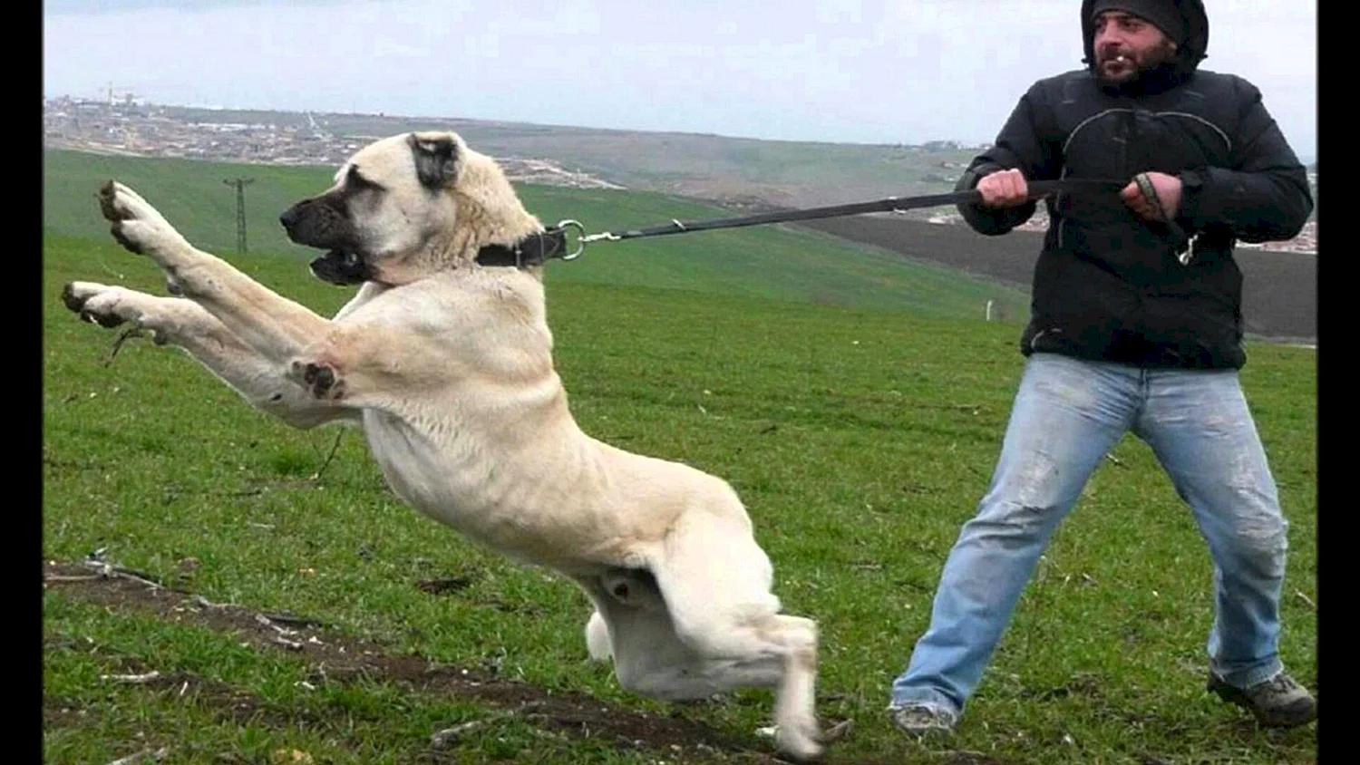 Турецкий собака кангал бой