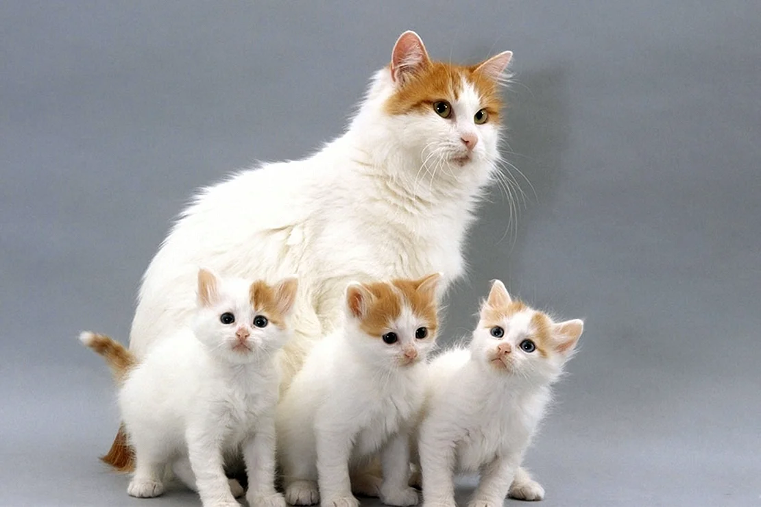турецкий ван порода кошек фото