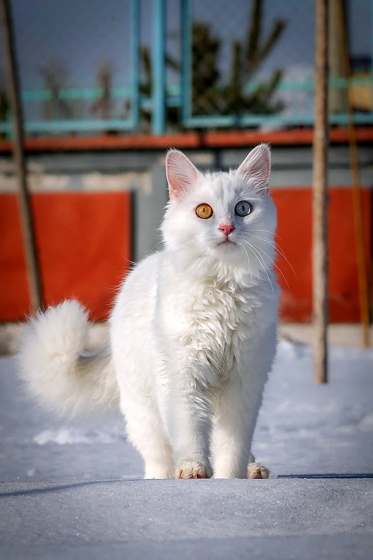 Ван кошки фото. Турецкий Ван кедиси. Турецкий Ван кедиси белый. Турецкая Ванская кошка. Ван (турецкая кошка Ван).