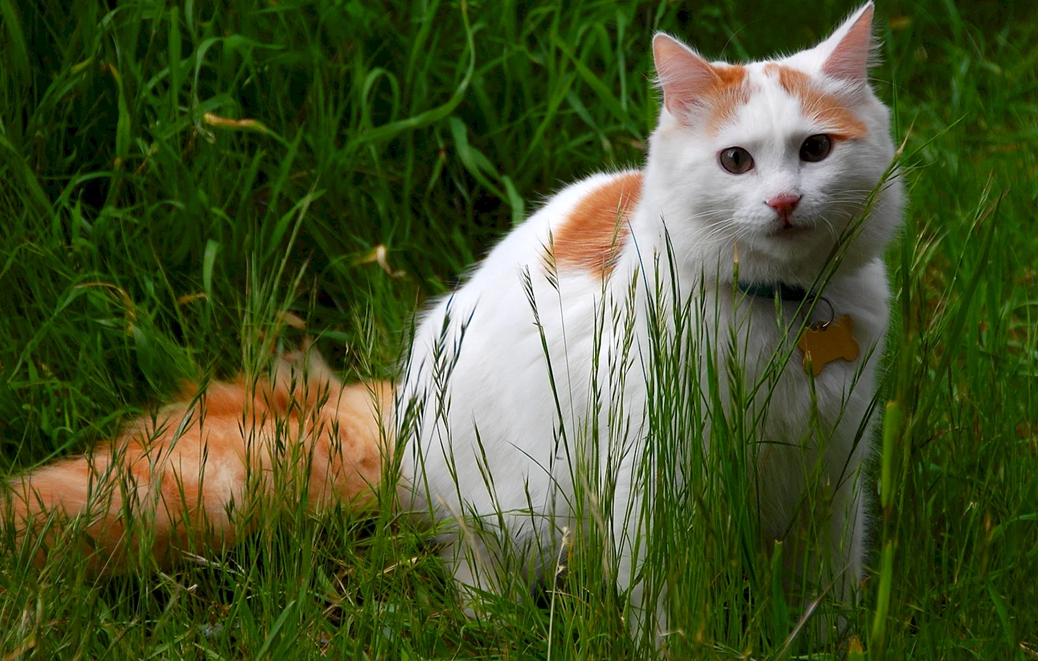 Турецкий Ван кошка фото