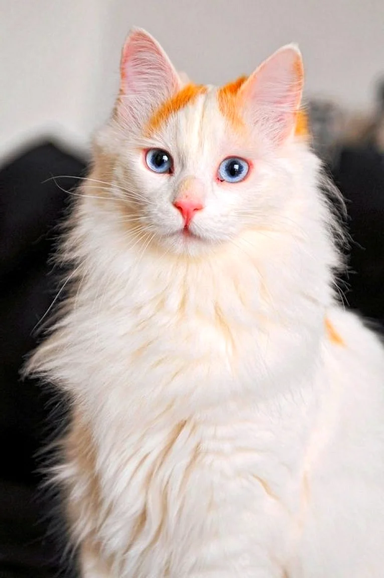 Турецкий Ван кошка