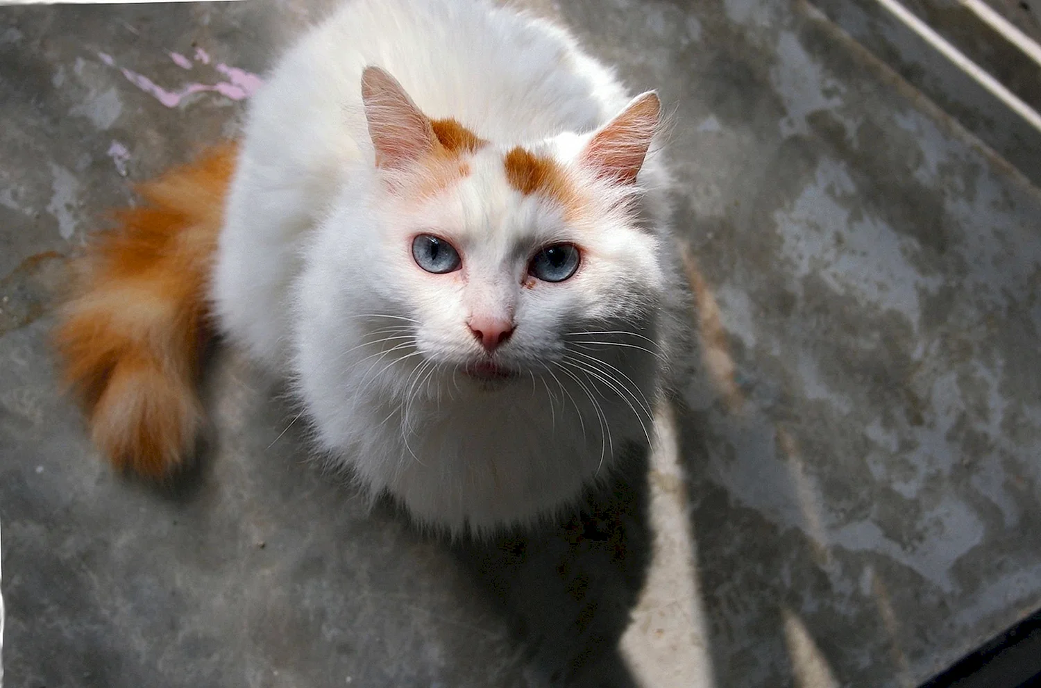 Турецкий Ван кошка