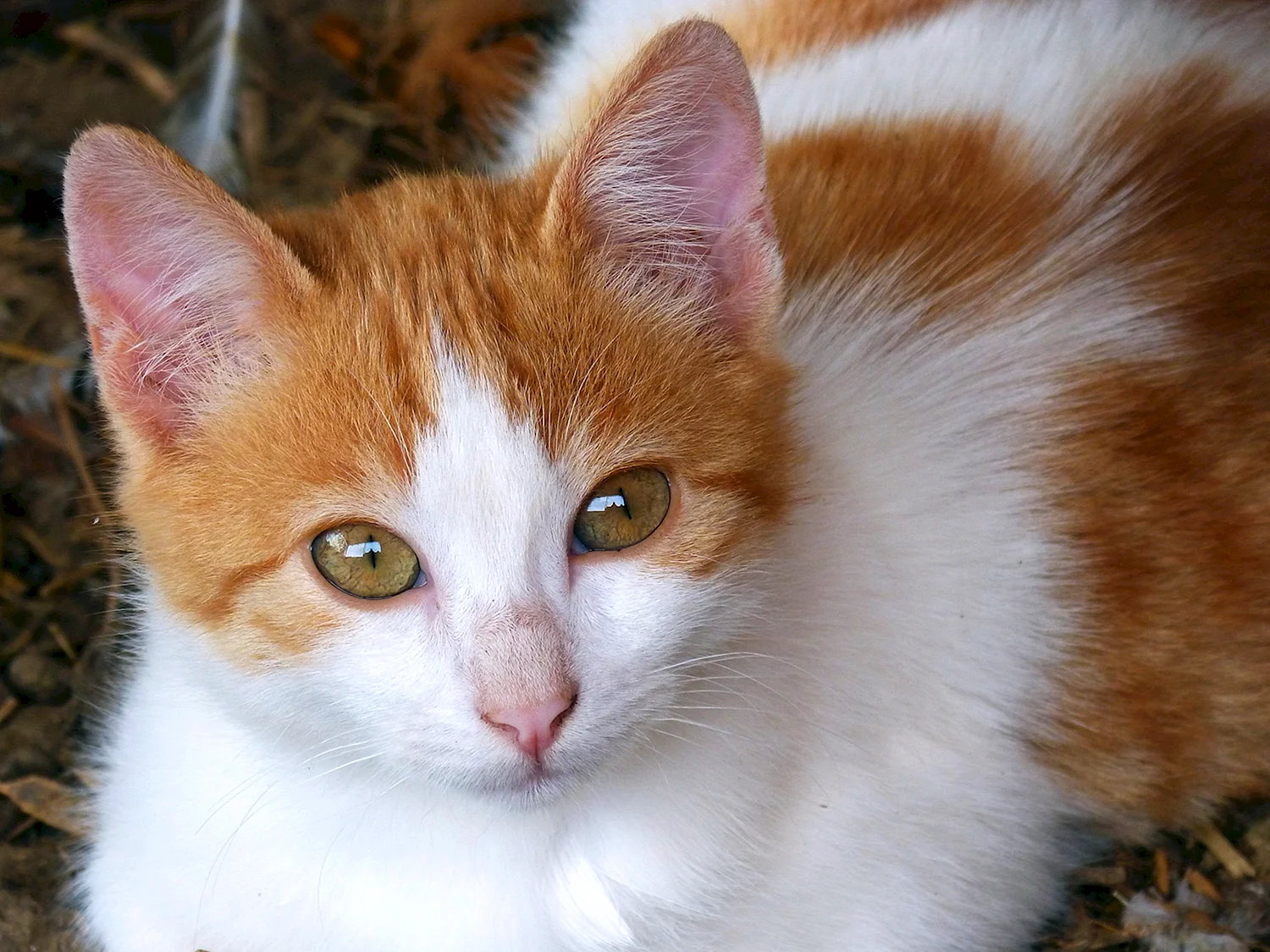 Турецкий Ван кошка трехцветная котенок