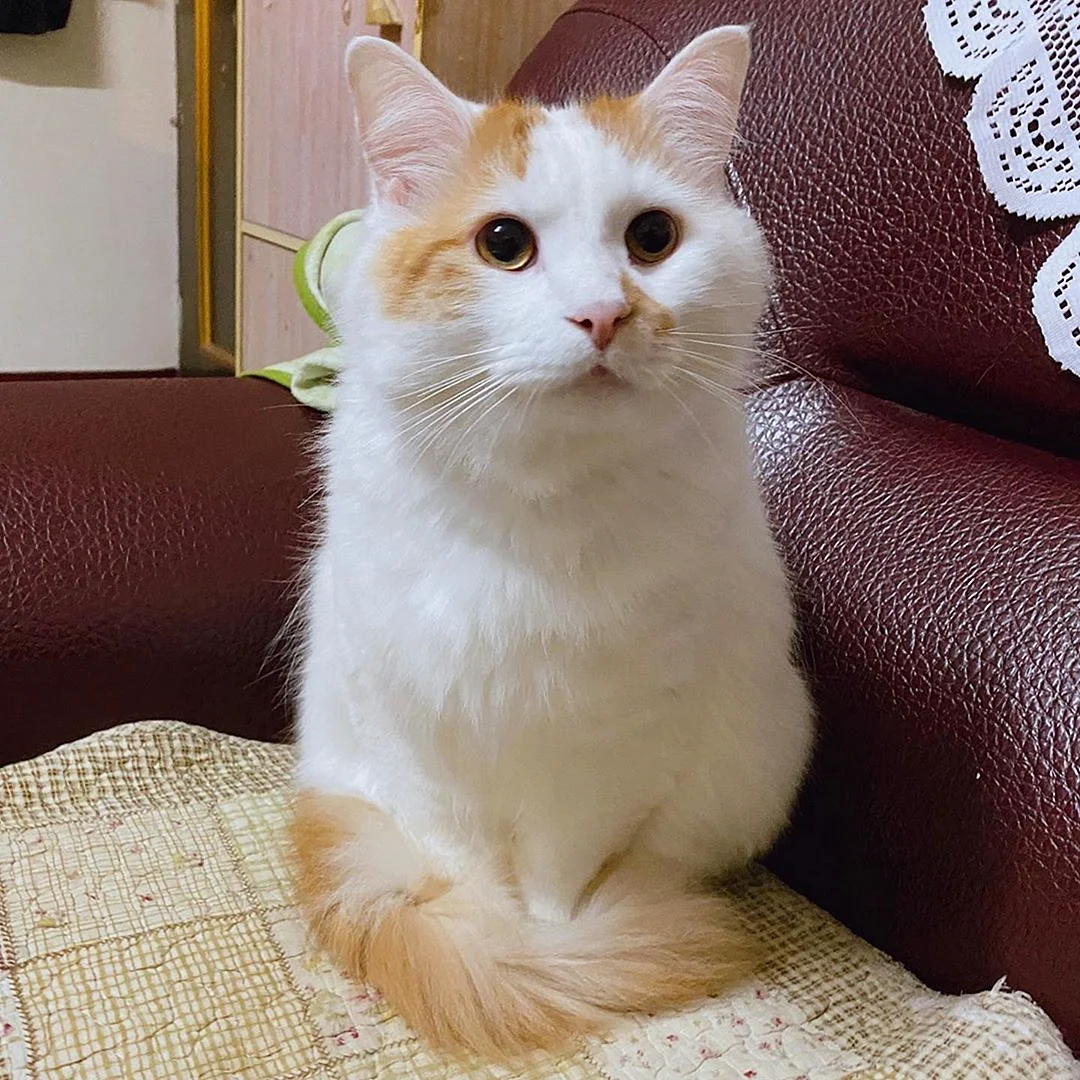 Турецкий Ванский кот