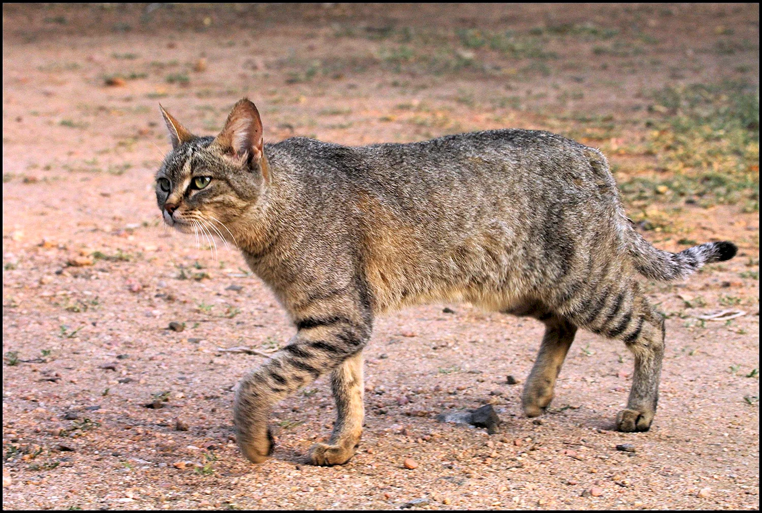 Туркестанский Степной кот