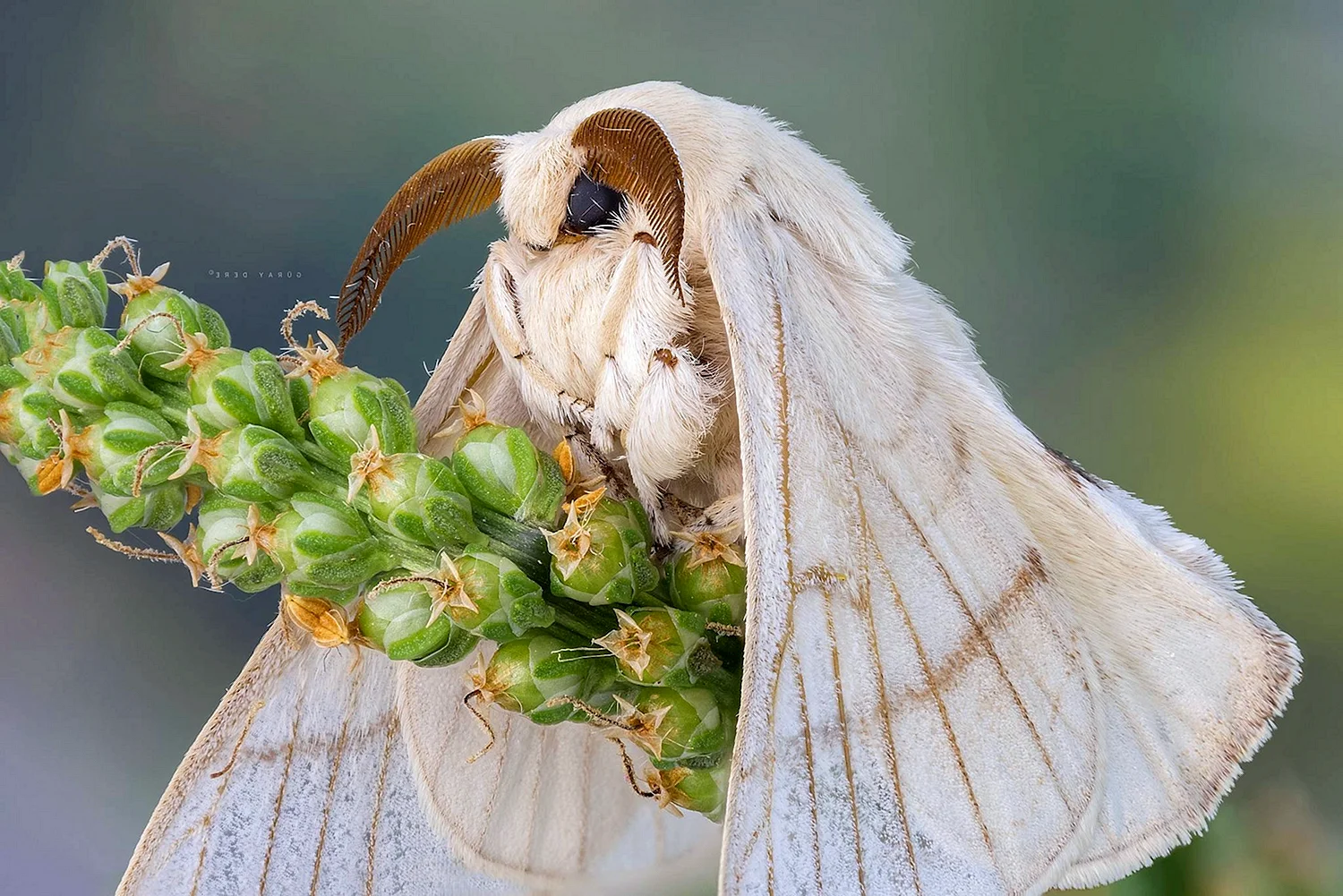 Тутовый шелкопряд бабочка