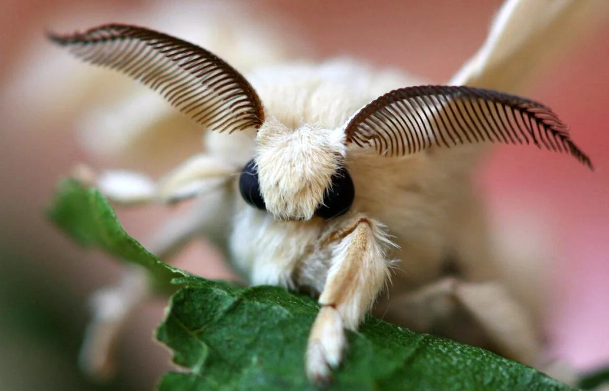 Тутовый шелкопряд гусеница