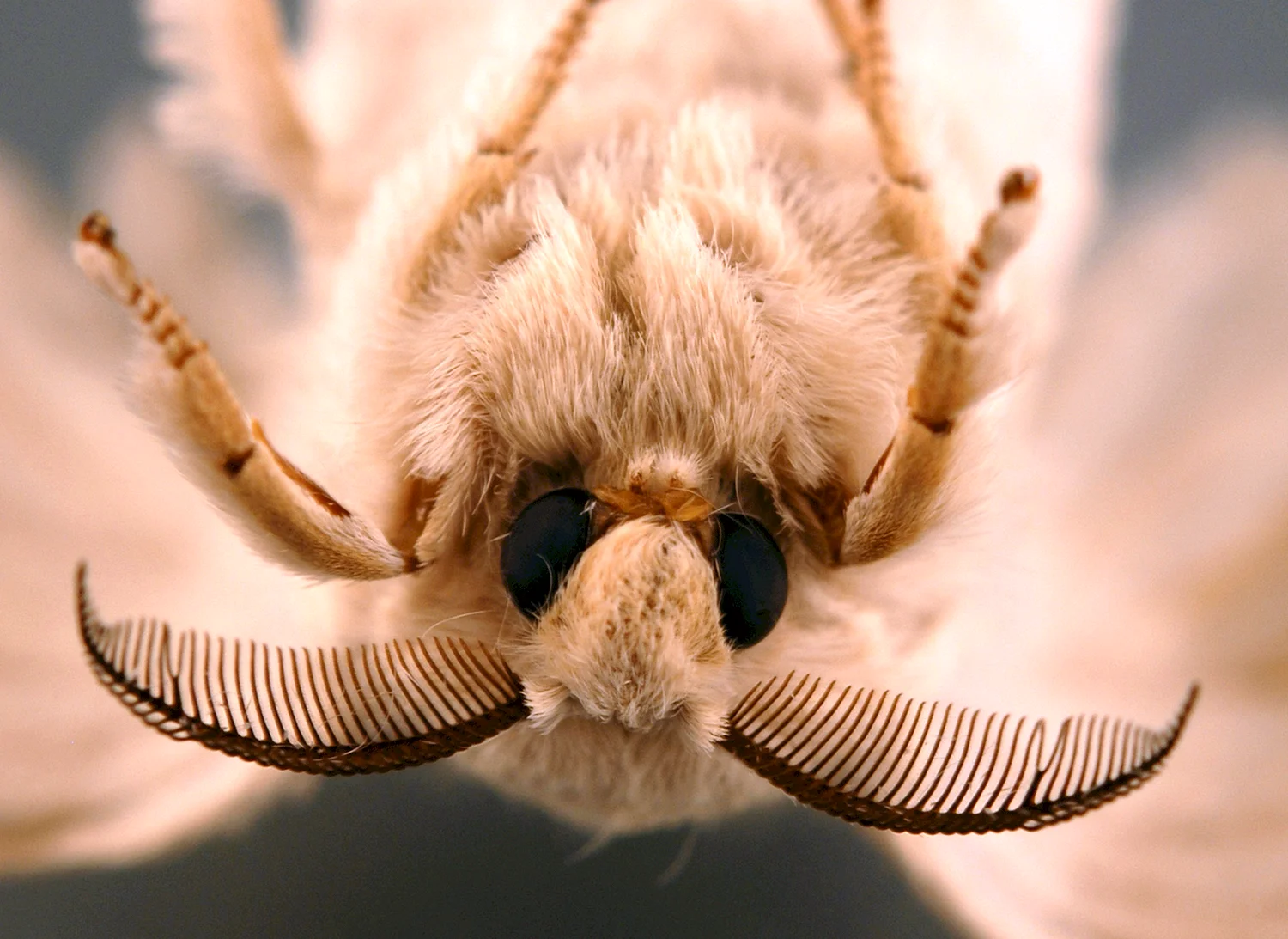 Тутовый шелкопряд паук