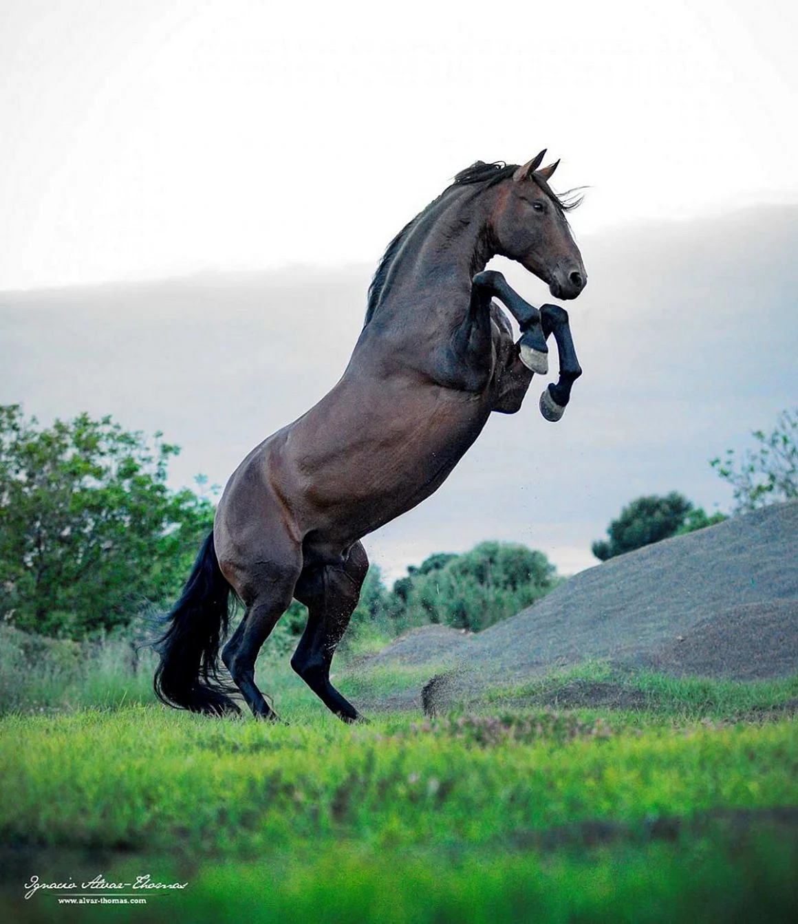 Тырдынский конь