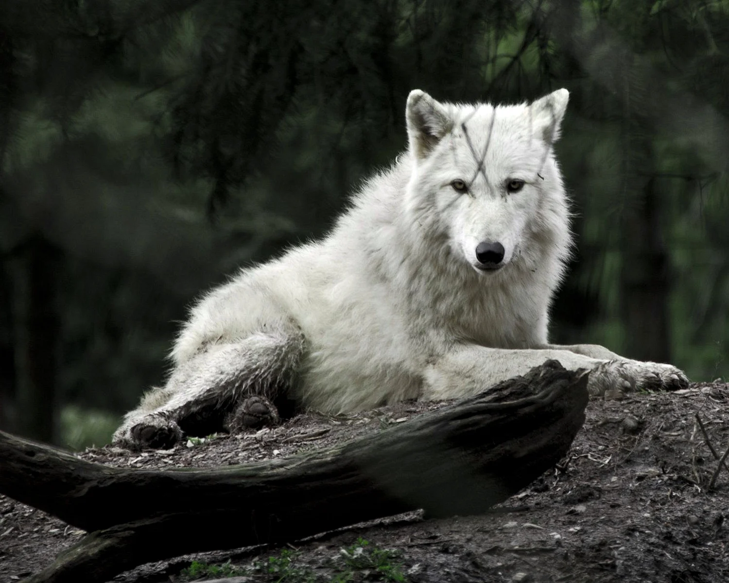 Уайт Wolf