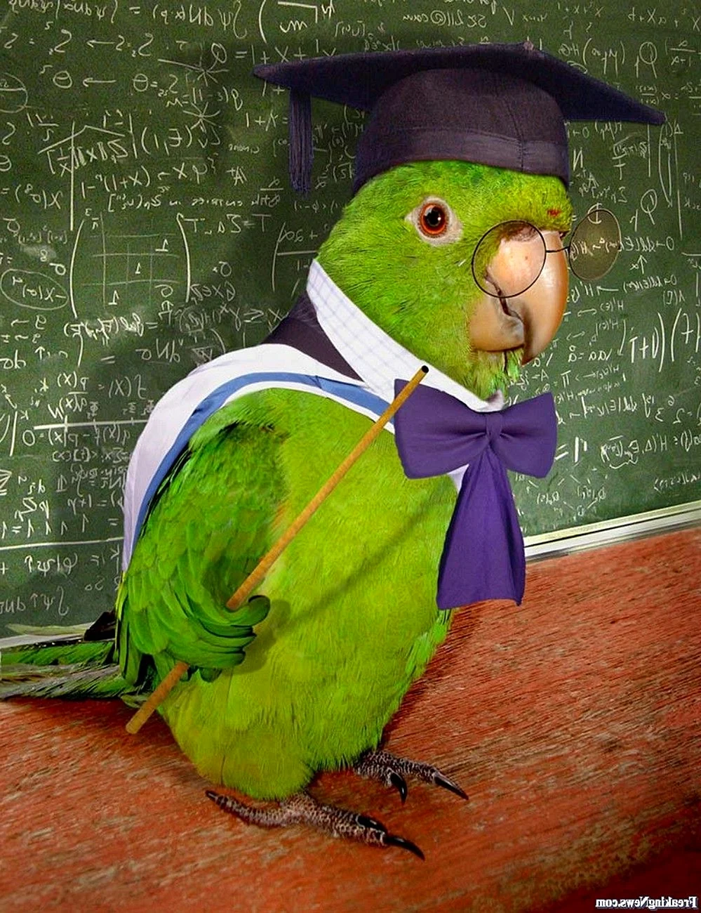 Ученый попугай