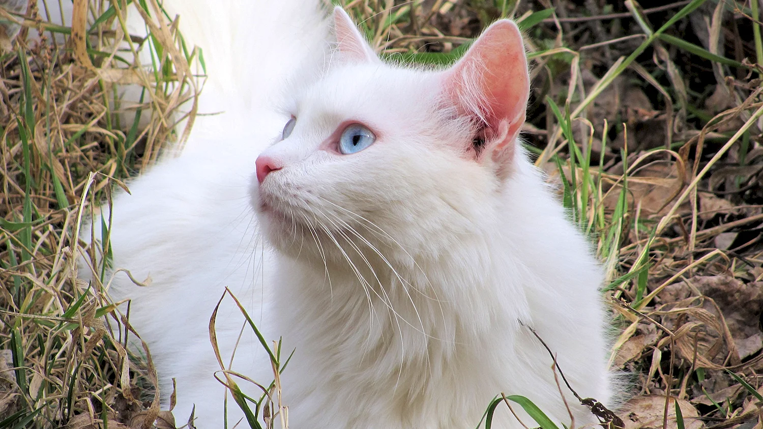Удивительная белая кошка
