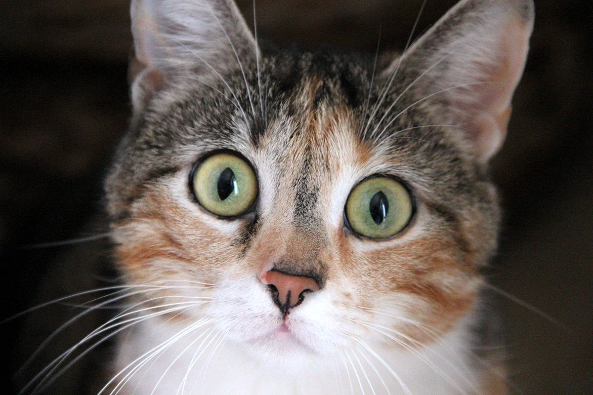 Удивленные глаза кота