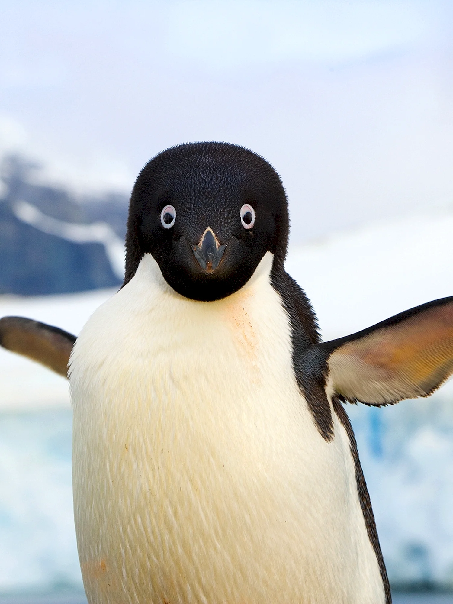 Удивленные пингвины