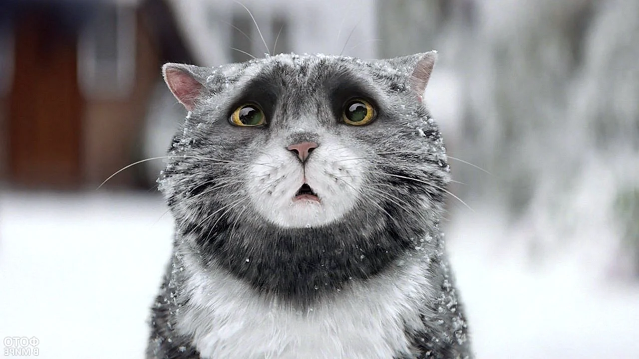 Удивлённый кот в снегу