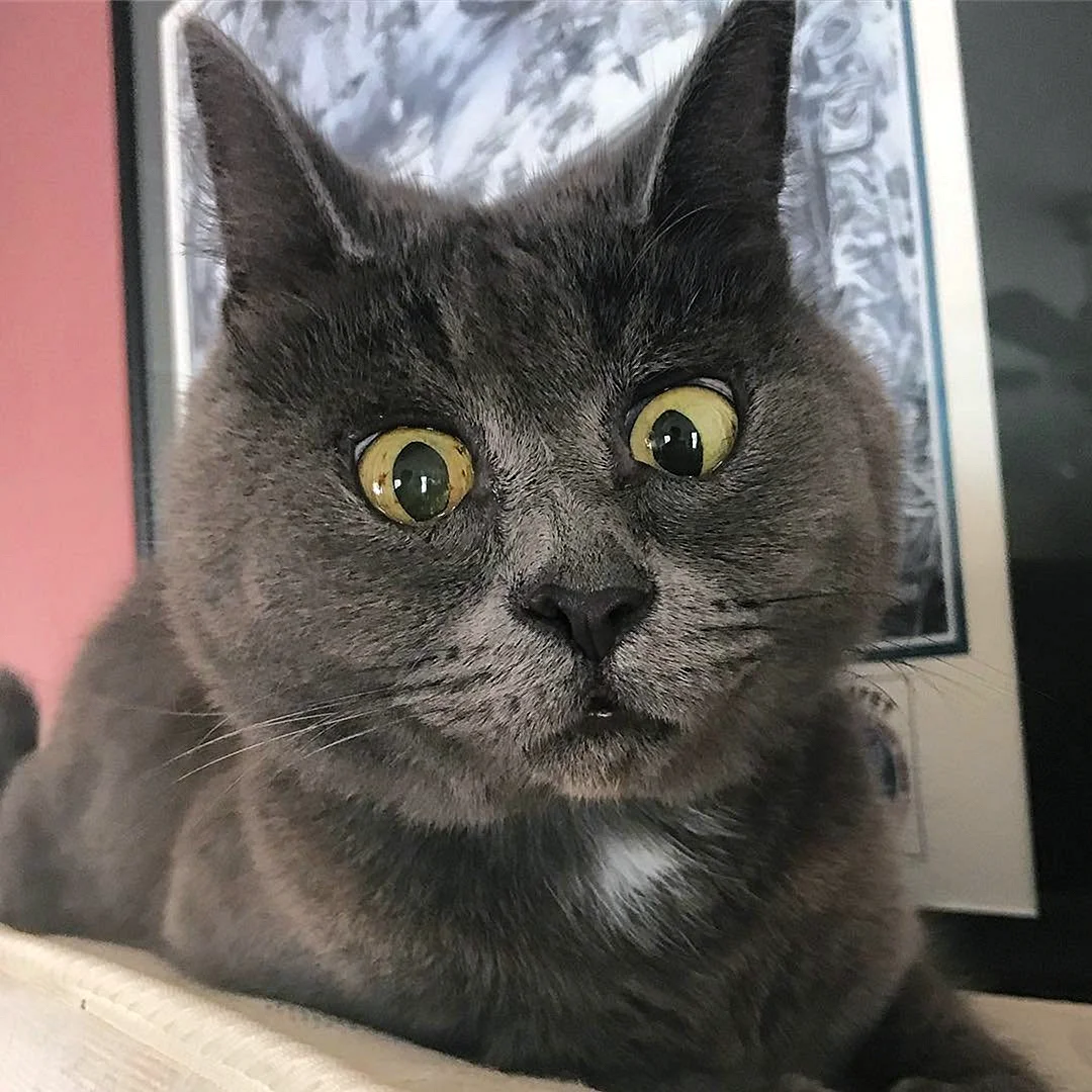 Удивленный серый кот