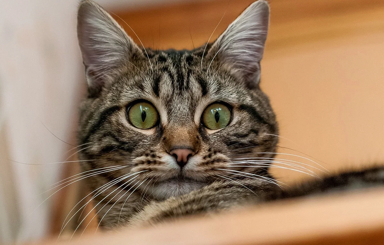 Удивленный взгляд кота