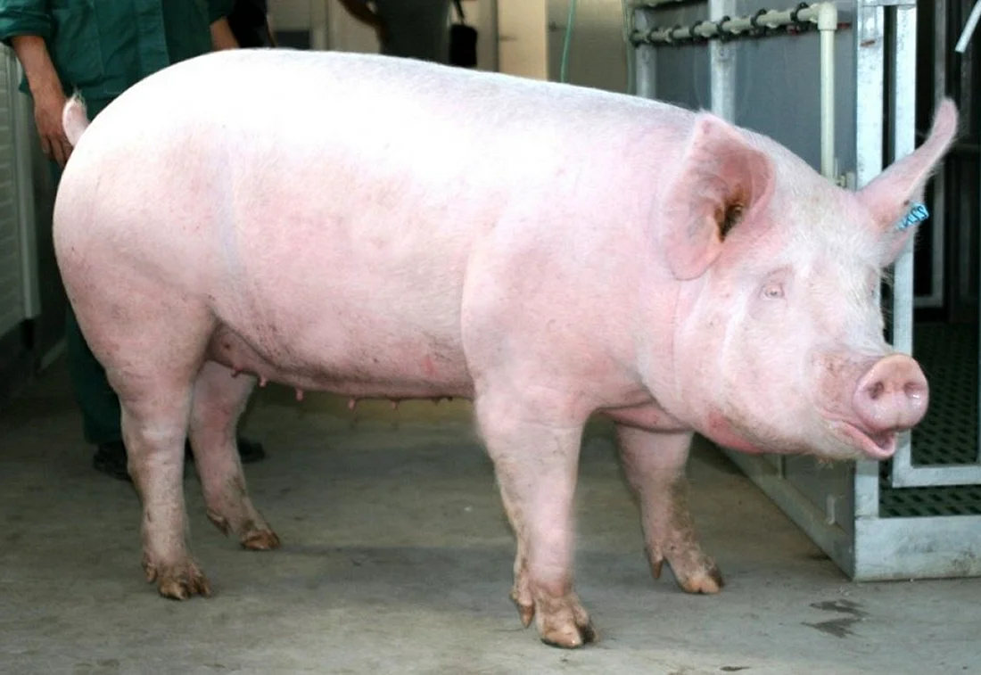Украинская Степная белая порода свиней