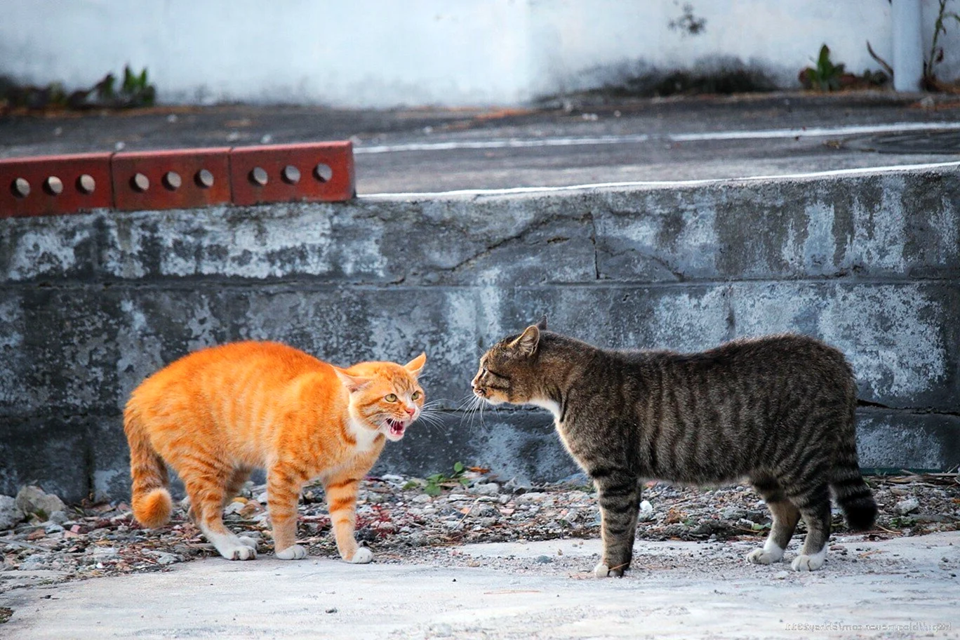 Уличные кошки