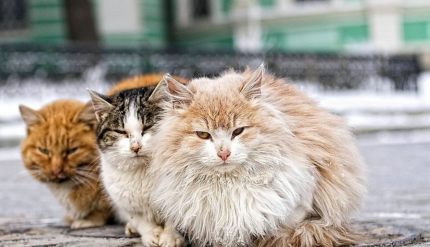 Уличные коты