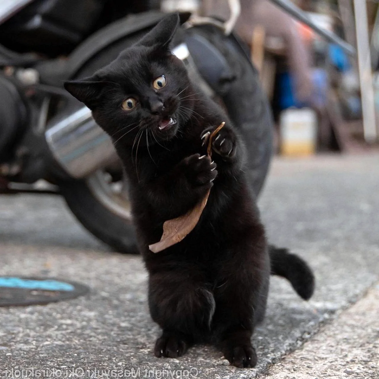 Уличные коты Япония