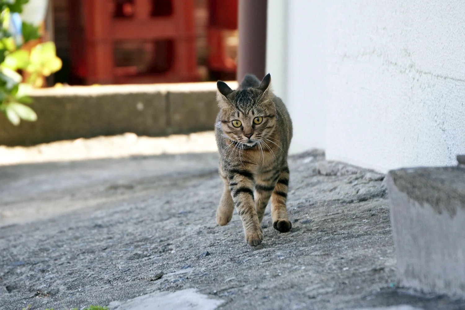 Уличный дворовый кот