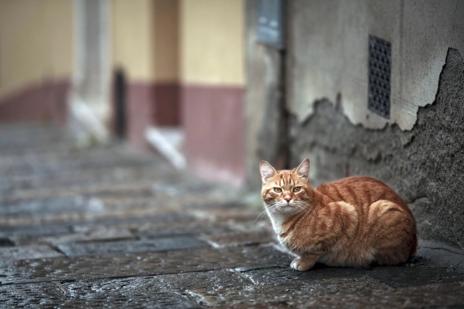Уличный кот