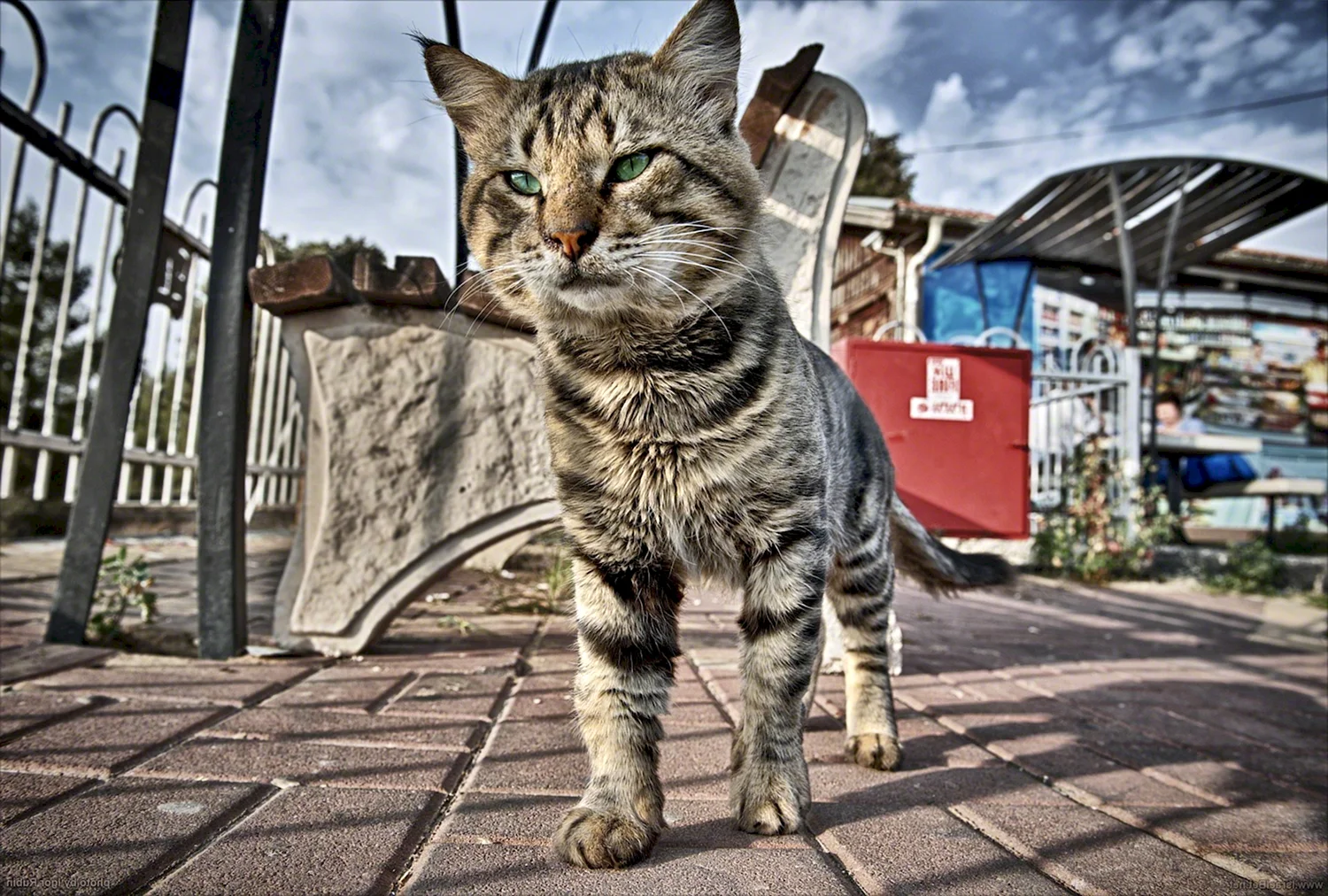 Уличный кот