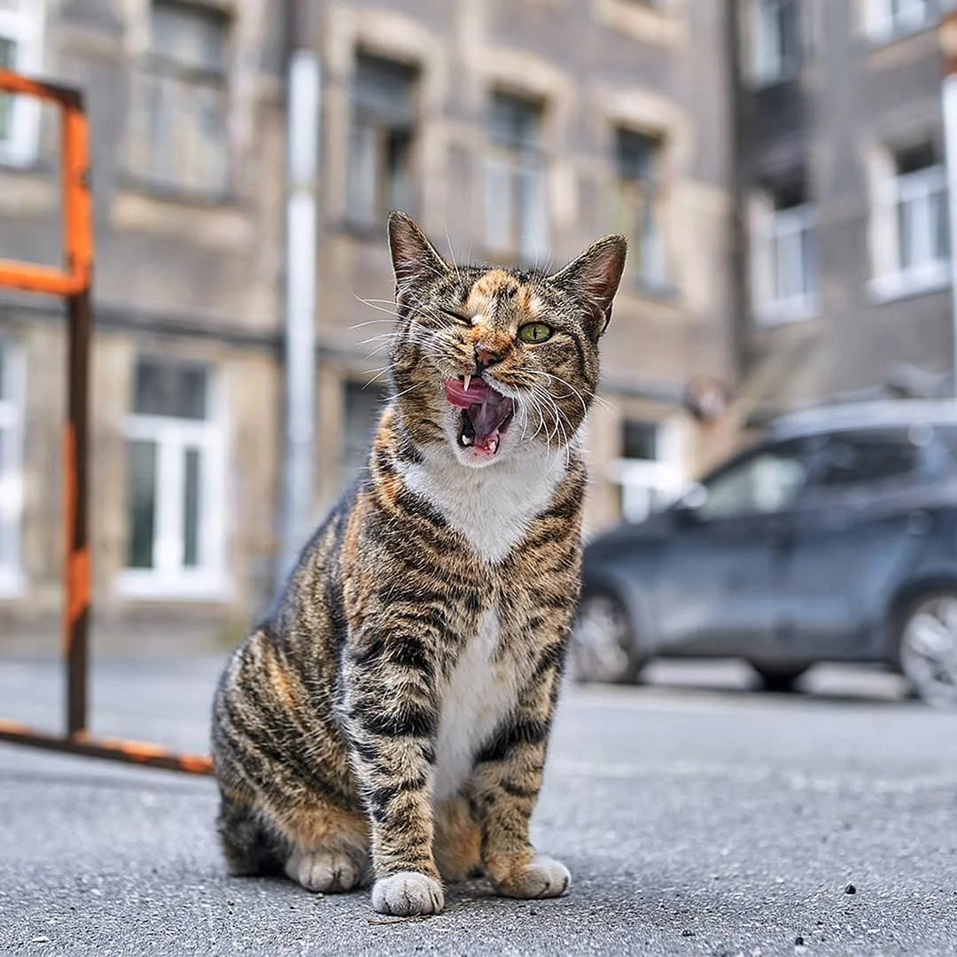 Уличный котенок