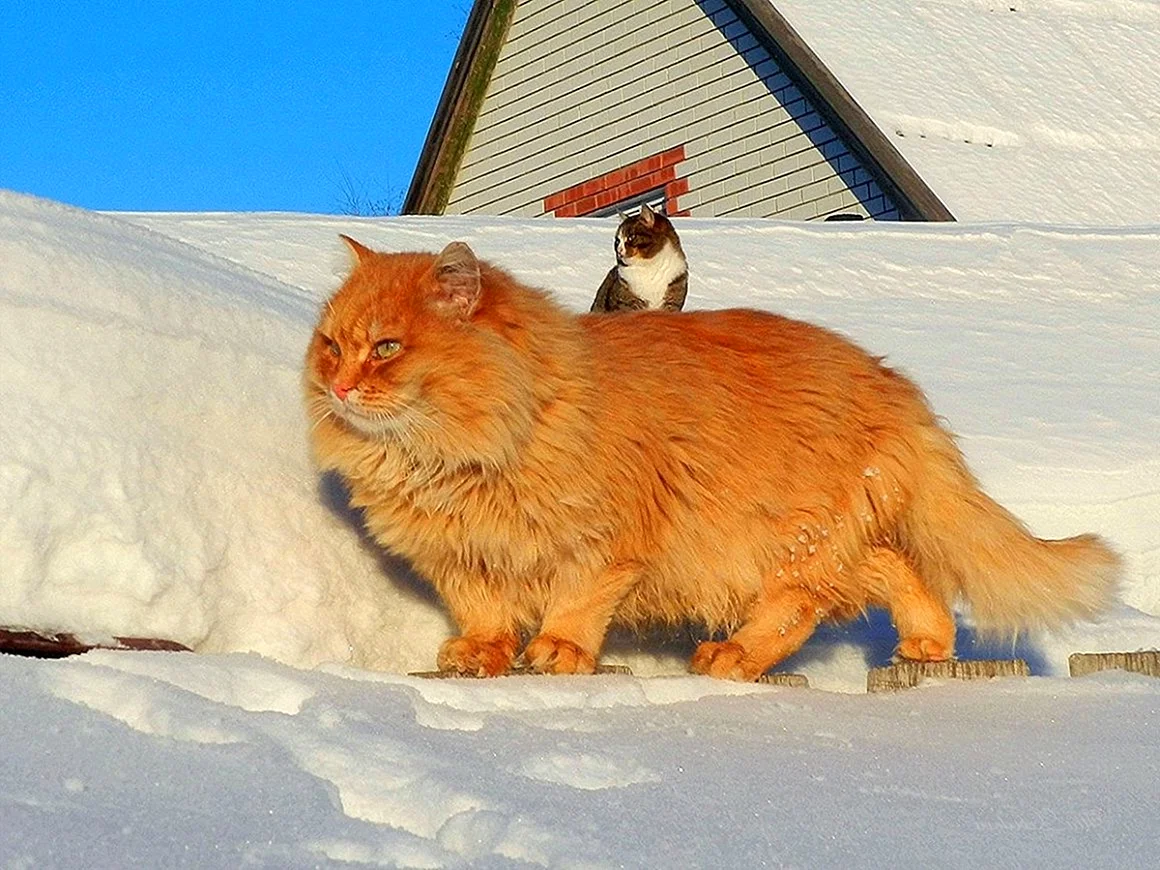 Упитанный рыжий Сибирский кот