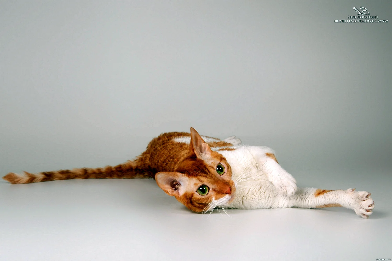 Уральский рекс кошка рыжая