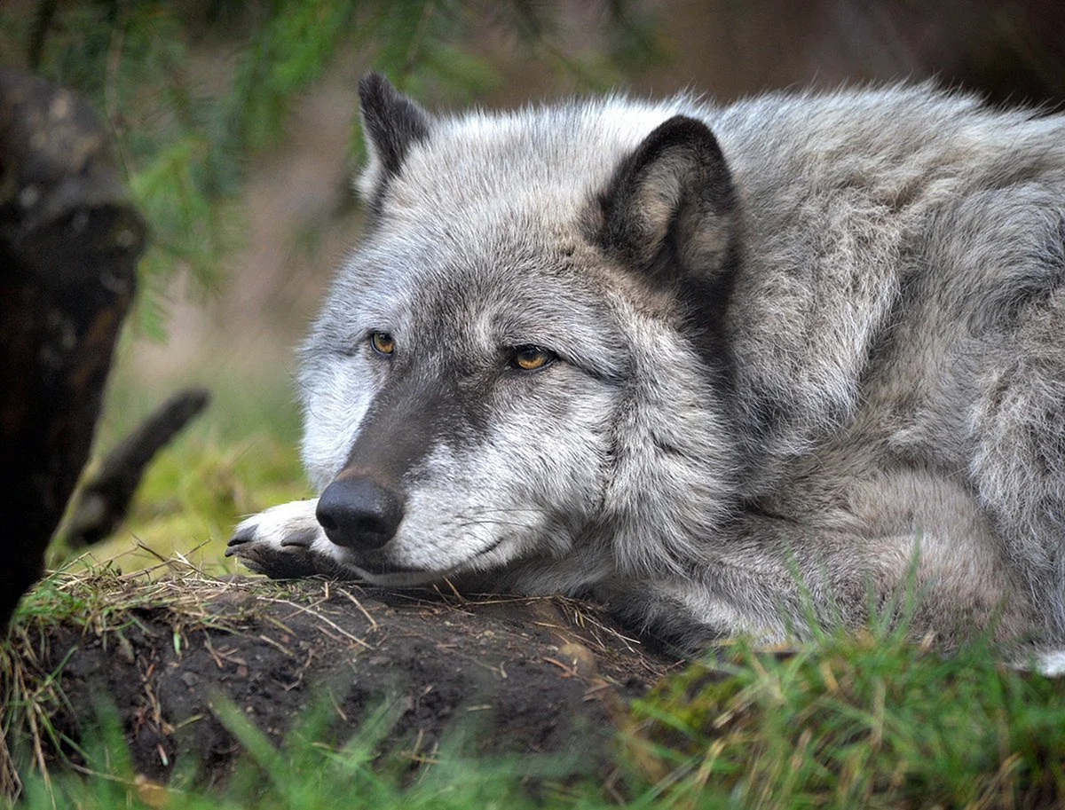 Уральский волк