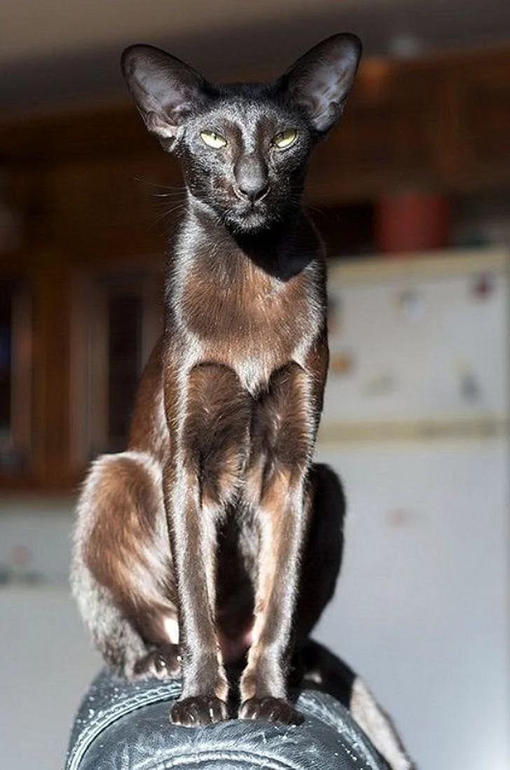 Ушастая кошка Ориентал