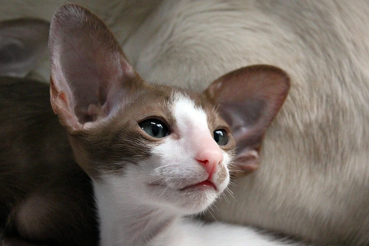 Ушастый кот порода Ориентал