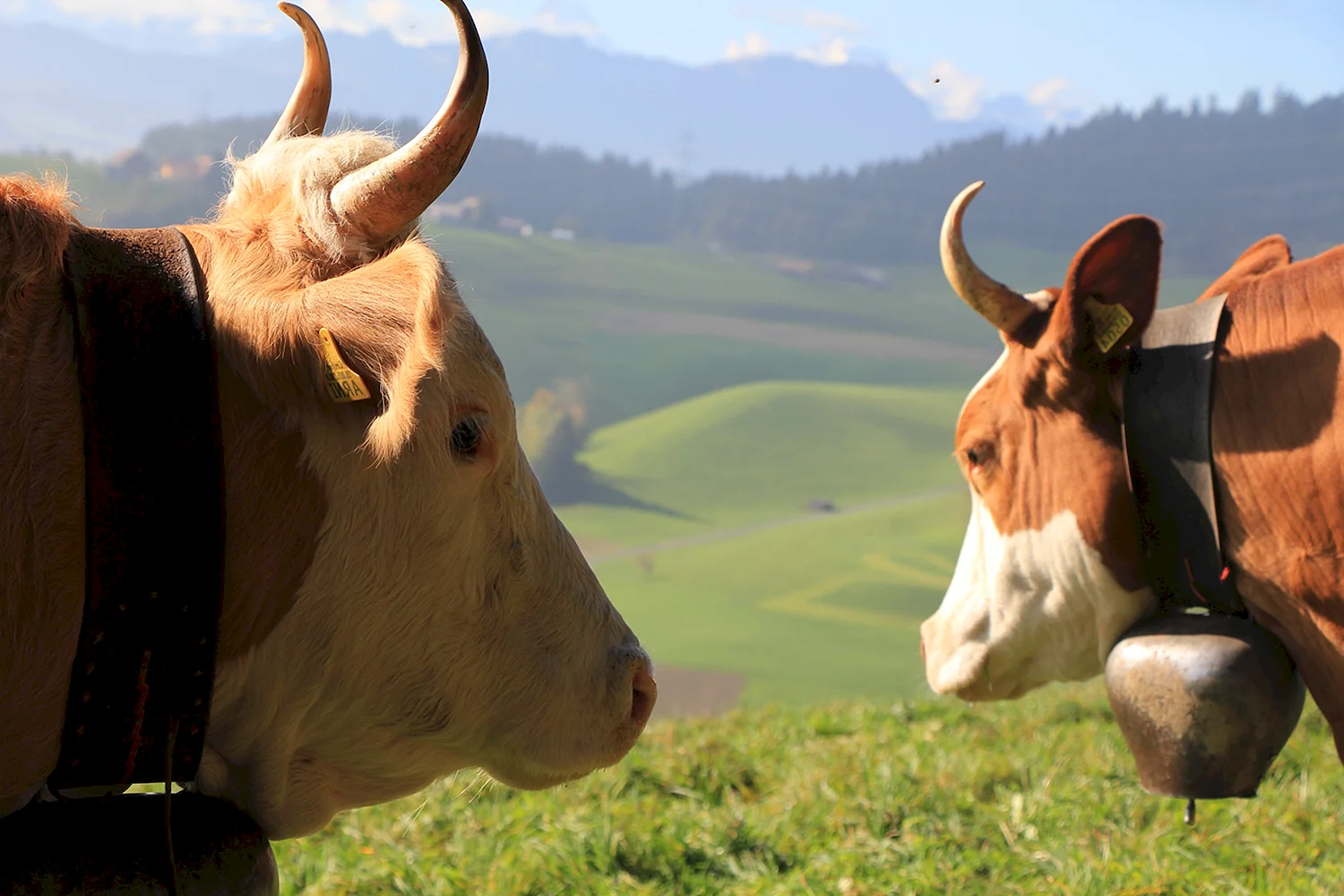 Уши коровы